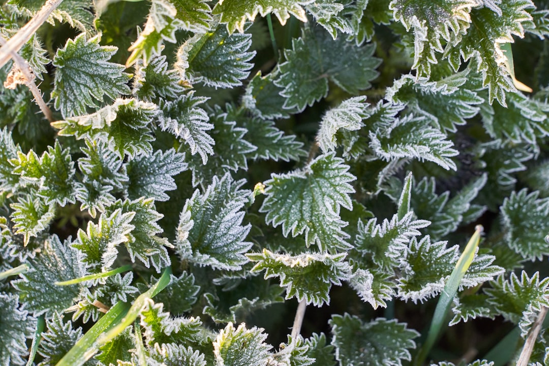 conseils britanniques de jardinage pour la protection des plantes en hiver : astuces pratiques pour préserver vos jardins du froid et favoriser une croissance saine.