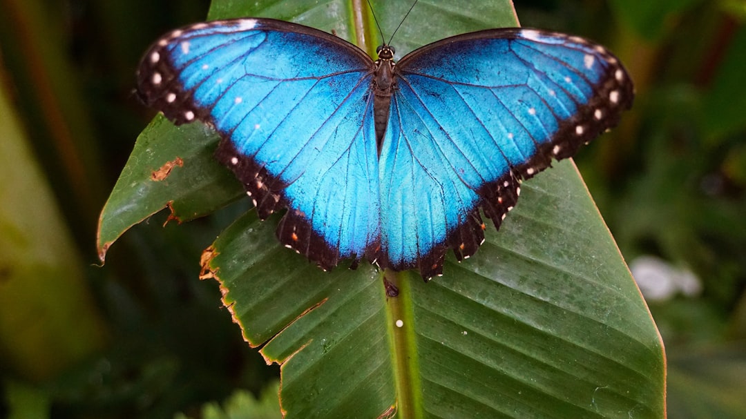 découvrez le monde fascinant des papillons, leurs magnifiques couleurs, habitats et les secrets de leur métamorphose.