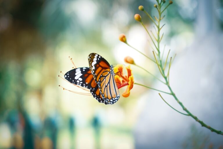 découvrez la beauté fascinante des papillons, leurs couleurs éclatantes et leur rôle essentiel dans la nature.