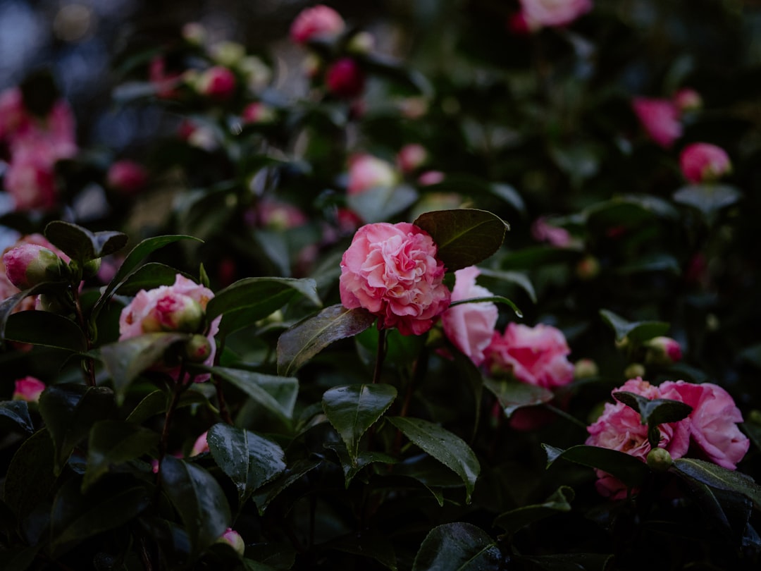 découvrez tout sur les camellias : conseils de culture, variétés, entretien et astuces pour les faire fleurir magnifiquement dans votre jardin.