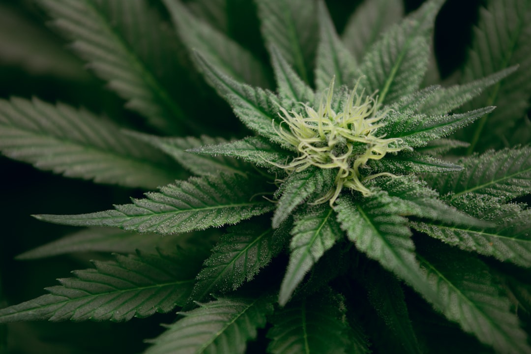 découvrez tout sur le cannabis : usages, bienfaits, législation et actualités autour de cette plante aux multiples facettes.