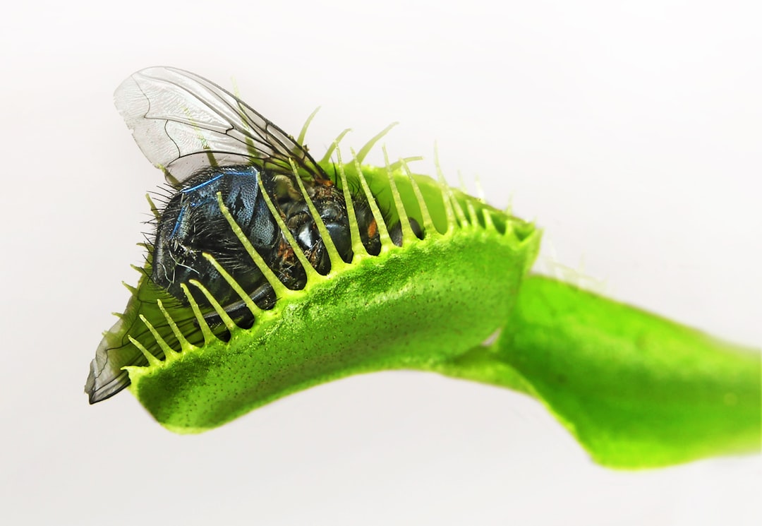 découvrez le monde fascinant des plantes carnivores, leurs caractéristiques uniques, leurs méthodes de chasse et comment les cultiver facilement chez vous.