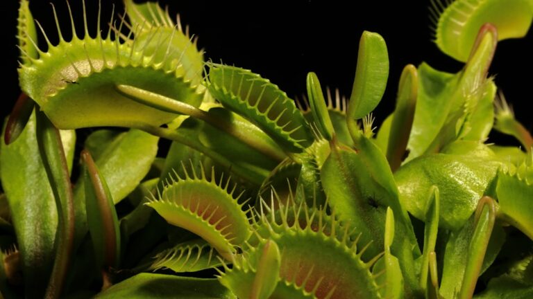 découvrez le monde fascinant des plantes carnivores : leurs espèces, leur mode de vie unique et comment les cultiver chez vous.