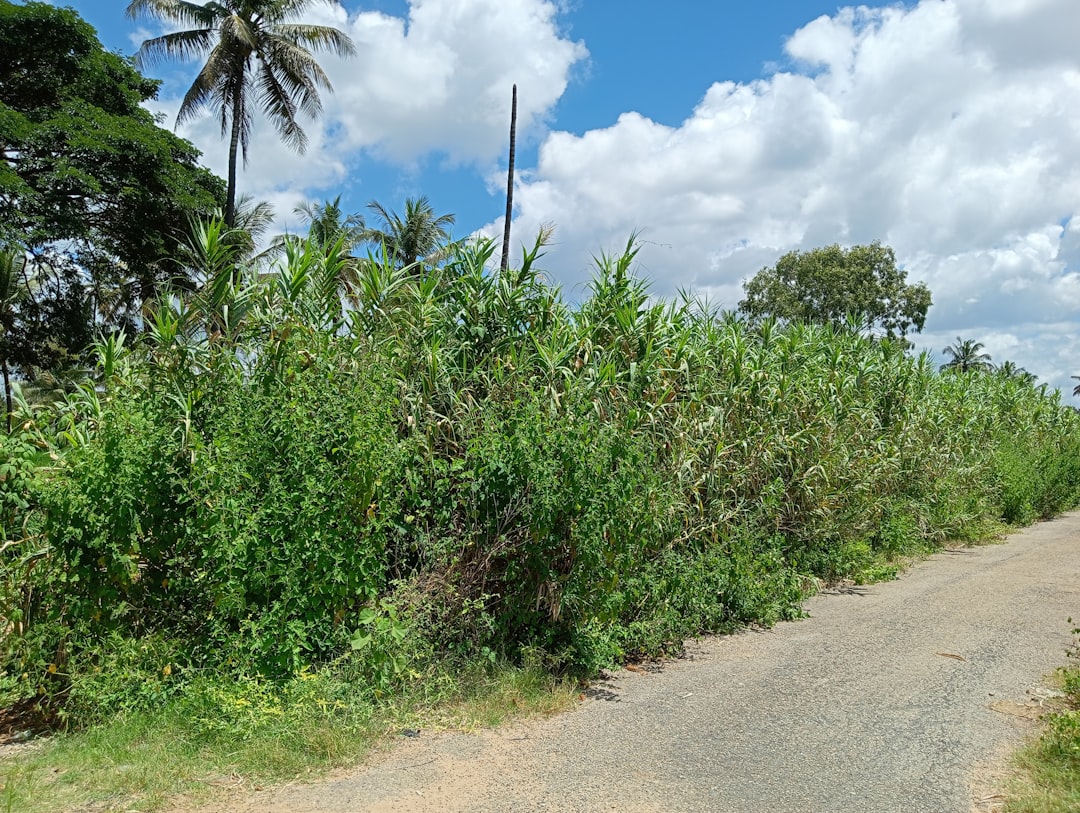 découvrez tout sur le manioc : culture, utilisations culinaires, propriétés nutritionnelles et conseils pour sa préparation.