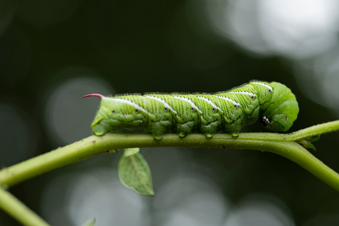 découvrez tout sur les chenilles : leur biologie, leur transformation en papillons, et leur rôle essentiel dans l'écosystème.