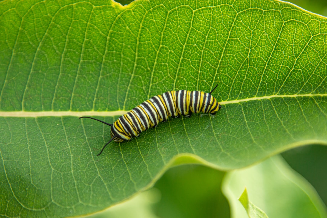 découvrez tout sur les chenilles : leurs caractéristiques, leur cycle de vie et leur rôle essentiel dans la nature.