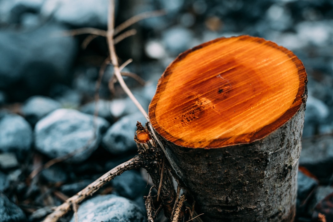 découvrez notre sélection de tronçonneuses performantes et fiables, idéales pour l'élagage, la coupe de bois et vos travaux de jardinage.
