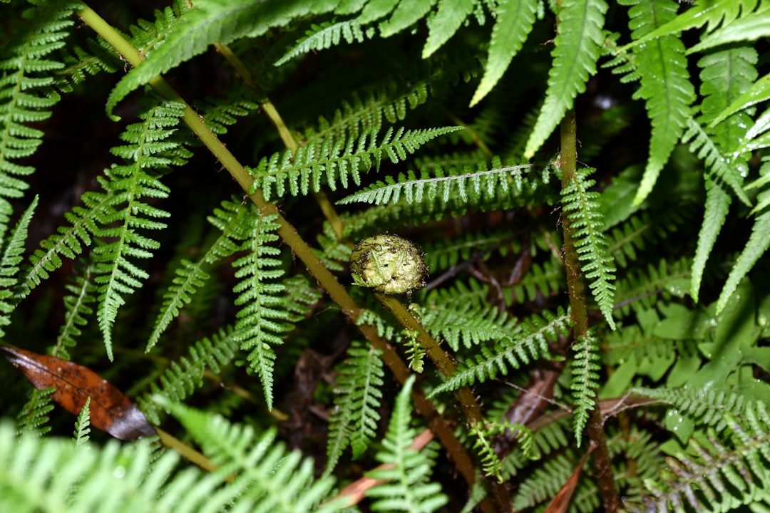 découvrez le concept du chaotic gardening : une approche créative du jardinage qui favorise la biodiversité, la liberté et la spontanéité dans votre espace vert. essayez ce style unique pour un jardin vivant et surprenant !