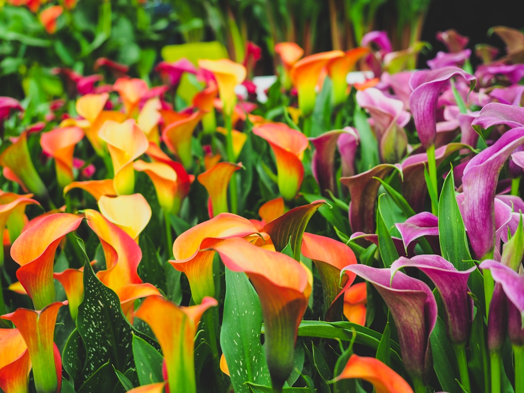 découvrez le chelsea flower show, l'événement floral emblématique de londres, où se mêlent créativité, horticulture d'exception et tendances jardinage.