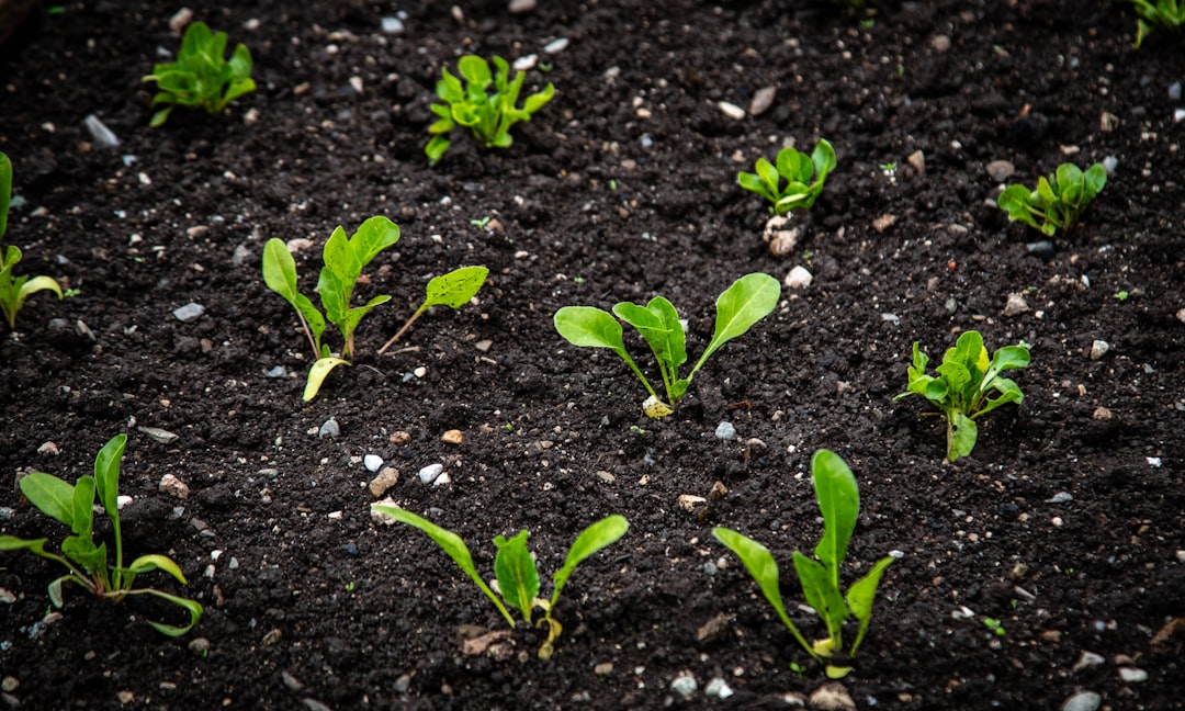 conseils pour la culture des jeunes plants de chicorée : astuces pour un démarrage réussi et une croissance optimale.