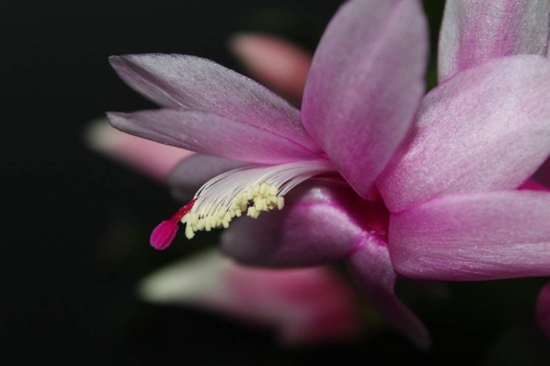 découvrez comment faire fleurir votre cactus de noël et profitez d'une magnifique floraison festive chaque année.