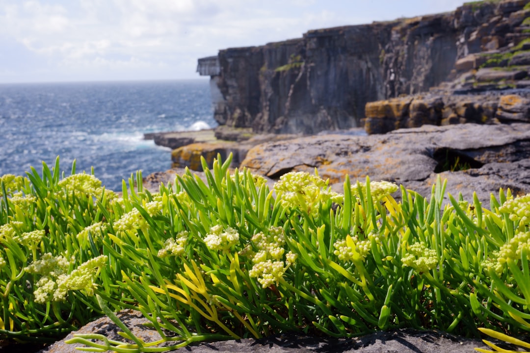 découvrez l'art du jardinage sur falaises pour créer des espaces verts uniques et spectaculaires en harmonie avec la nature.
