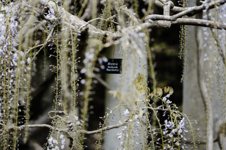 découvrez tout sur les plantes grimpantes : conseils de culture, entretien et variétés idéales pour embellir votre jardin ou balcon.