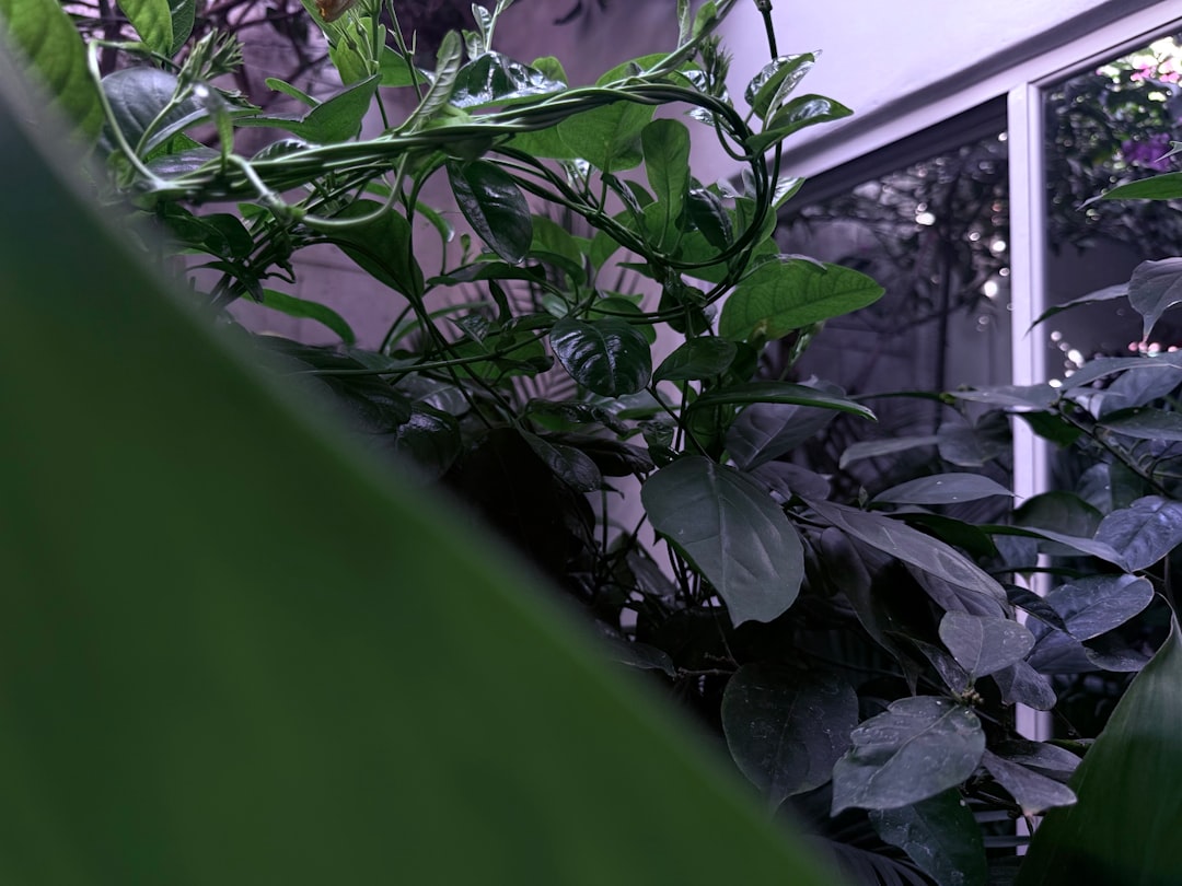 découvrez notre sélection de plantes grimpantes idéales pour embellir vos jardins, balcons et murs. conseils d'entretien et idées d'aménagement.
