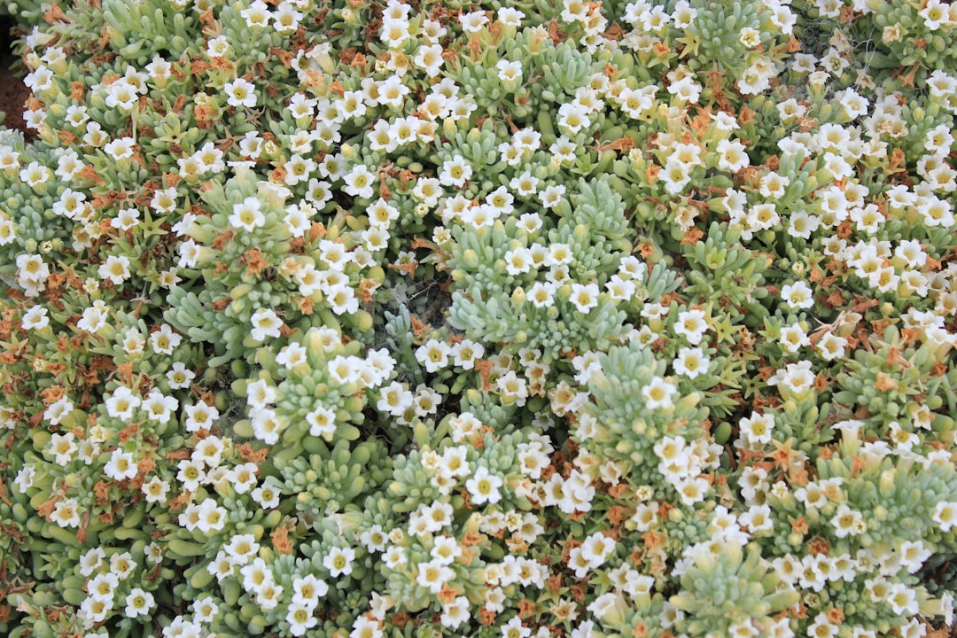 découvrez les astuces et conseils pour réussir votre jardin côtier, adapté aux conditions maritimes et valorisant la beauté naturelle du littoral.
