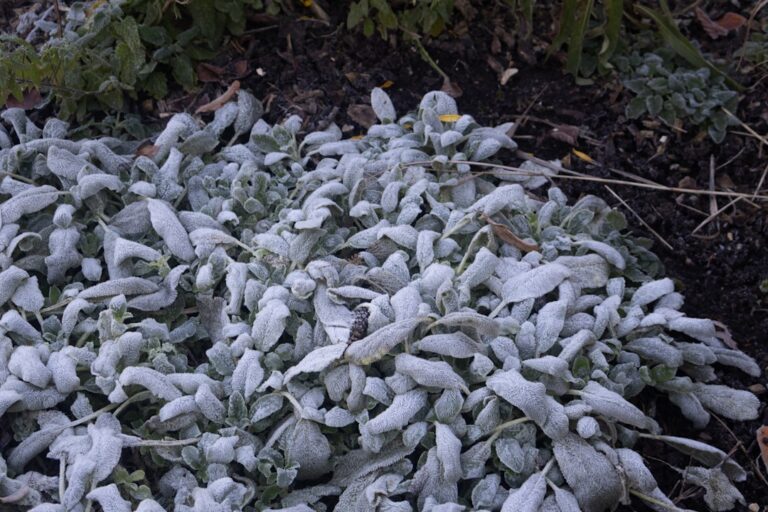 découvrez nos conseils pratiques pour jardiner en temps froid et protéger vos plantes des basses températures afin de réussir votre jardin toute l'année.