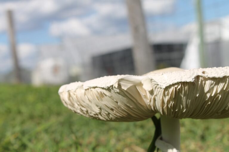 découvrez les bienfaits du jardinage communautaire : partage, écologie et convivialité au cœur de votre quartier.