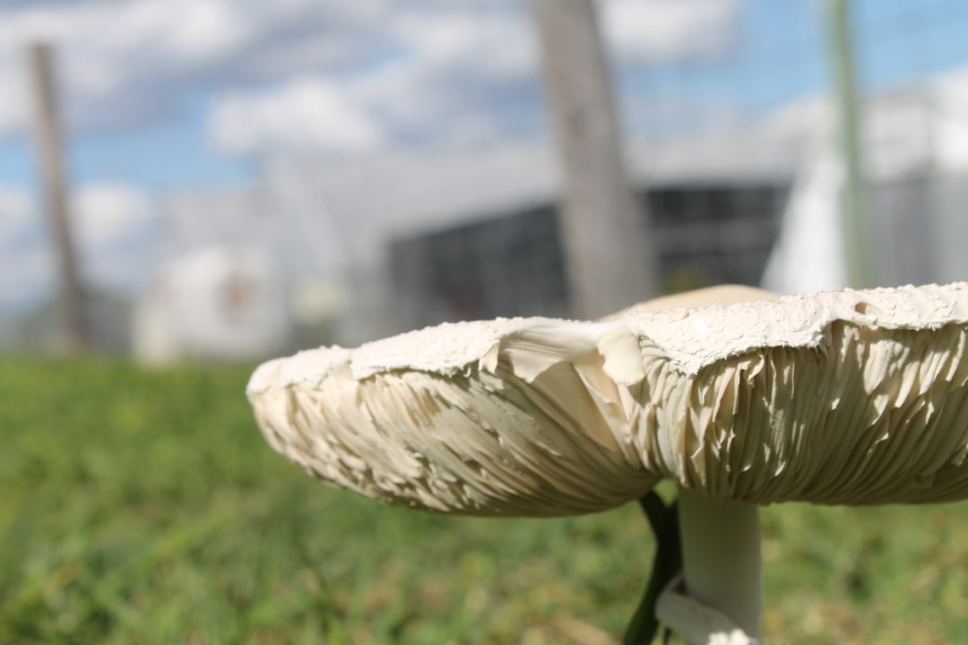 découvrez les bienfaits du jardinage communautaire : partage, écologie et convivialité au cœur de votre quartier.