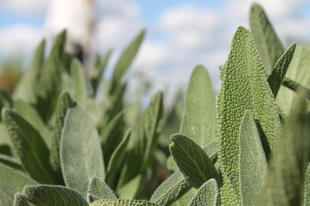 découvrez les bienfaits du jardinage communautaire : partagez, cultivez et créez des espaces verts conviviaux pour renforcer les liens locaux et promouvoir un mode de vie durable.