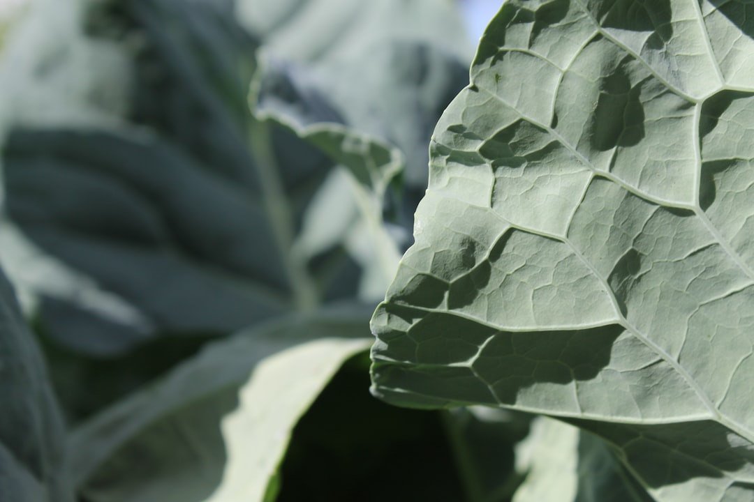 découvrez les bienfaits du jardinage communautaire : partager, cultiver et créer des espaces verts conviviaux au cœur de votre quartier.