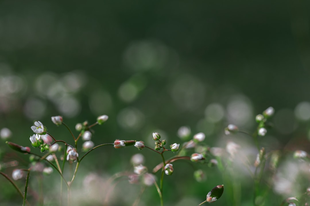 découvrez les jardins communautaires : des espaces verts où la collaboration et la biodiversité s'épanouissent. apprenez comment participer à des projets locaux, cultivez vos propres légumes et renforcez les liens au sein de votre communauté.