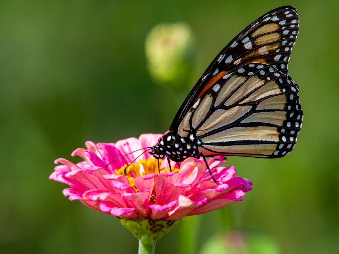 découvrez les jardins communautaires, des espaces verts partagés qui favorisent la convivialité, la biodiversité et l'agriculture urbaine. rejoignez-nous pour cultiver ensemble des récoltes et renforcer les liens au sein de votre communauté.