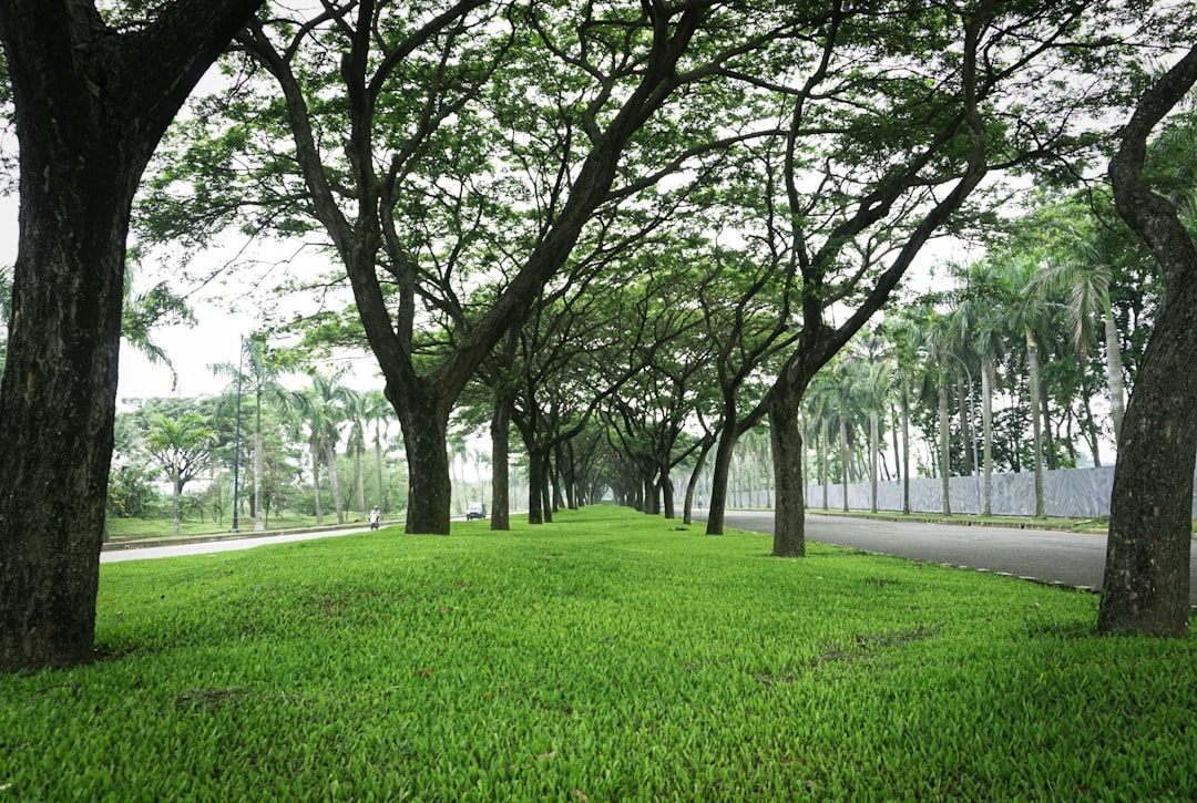 découvrez les initiatives de verdissement communautaire qui transforment les espaces urbains en environnements plus verts et durables pour améliorer la qualité de vie de tous.