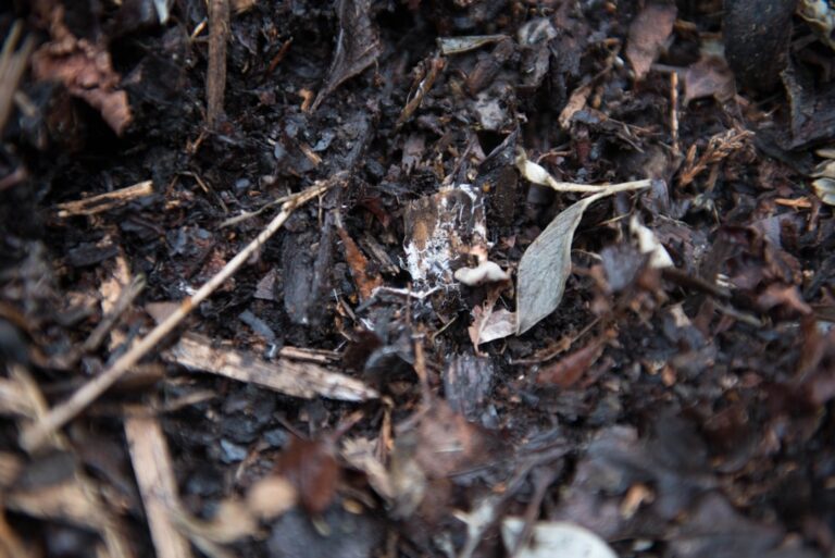 apprenez tout sur le compostage : techniques, avantages écologiques et conseils pratiques pour transformer vos déchets organiques en un compost riche et naturel.