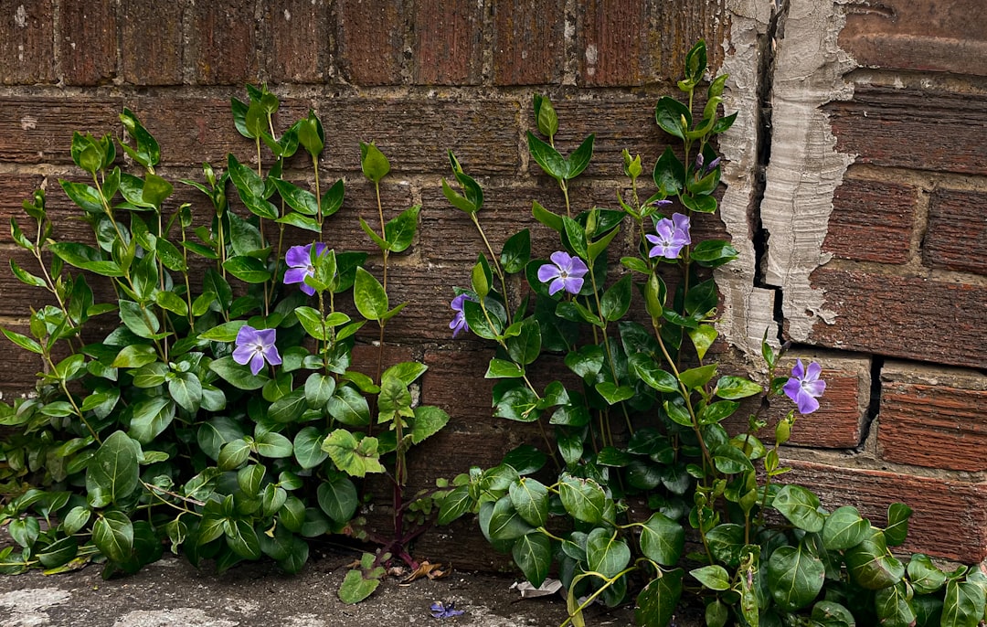 découvrez tout sur les plantes rampantes : conseils de culture, entretien et variétés idéales pour votre jardin ou intérieur.
