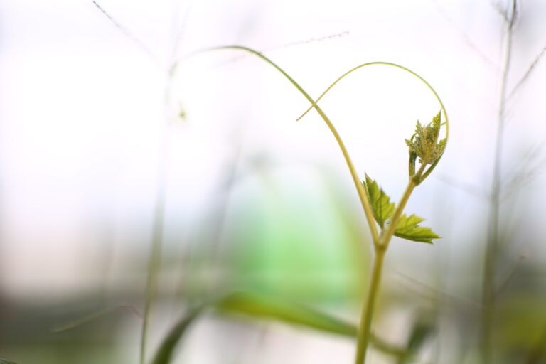 découvrez les plantes rampantes, idéales pour décorer vos espaces avec une touche naturelle et élégante. conseils d'entretien et variétés populaires à cultiver facilement.