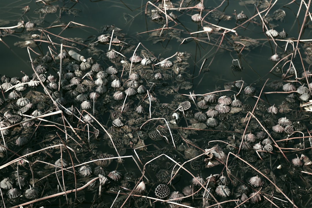 découvrez les conseils essentiels pour la culture du cyclamen, des astuces d'entretien aux conditions idéales pour une floraison éclatante toute l'année.