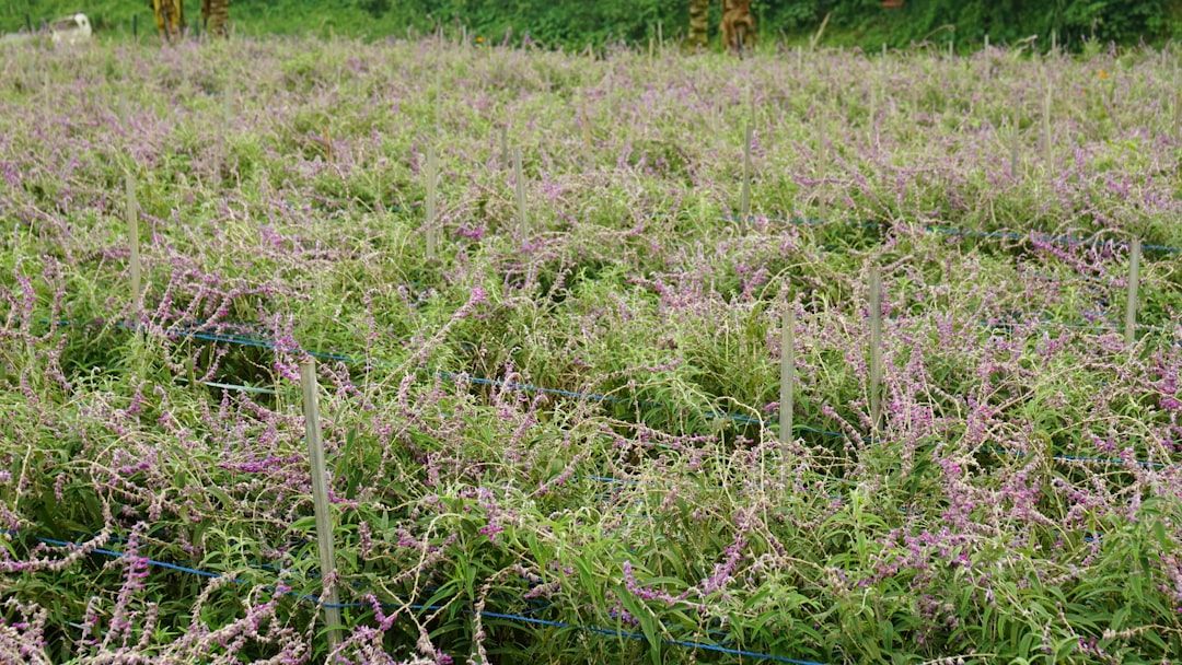 découvrez comment cultiver le cyclamen avec nos conseils pratiques pour un entretien facile et une floraison abondante tout au long de l'année.
