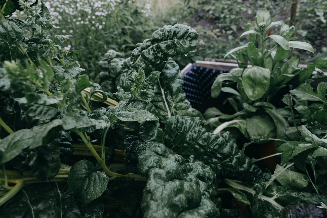 découvrez les tâches de jardinage à réaliser en décembre pour préparer votre jardin à l'hiver et garantir une belle floraison au printemps.