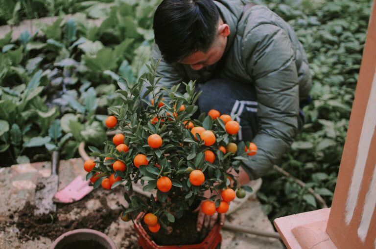 découvrez les tâches essentielles de jardinage à réaliser en décembre pour préparer votre jardin à l'hiver et assurer une belle floraison au printemps.