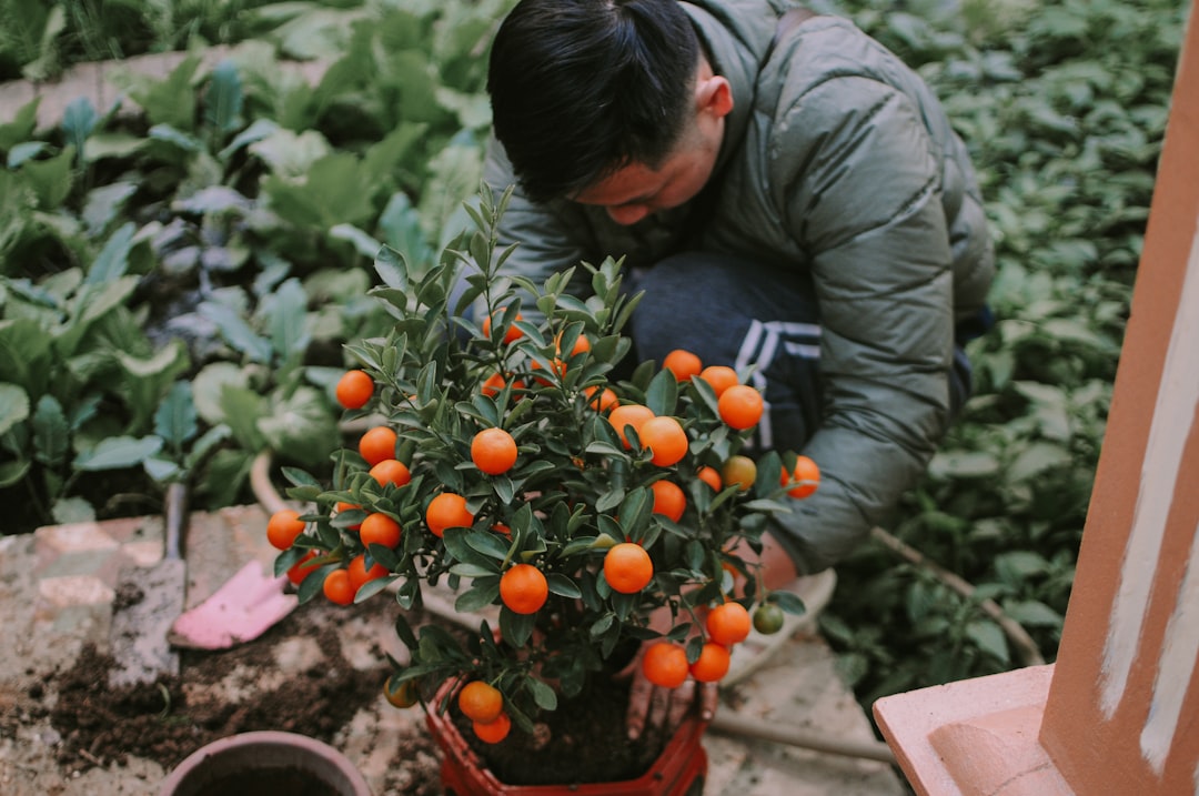 découvrez les tâches essentielles de jardinage à réaliser en décembre pour préparer votre jardin à l'hiver et assurer une belle floraison au printemps.