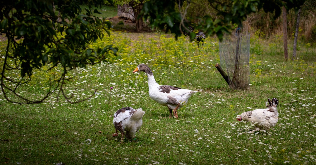 découvrez les tendances 2025 en jardinage diy et animaux de compagnie en allemagne : conseils, astuces et innovations pour un mode de vie nature et tendance.