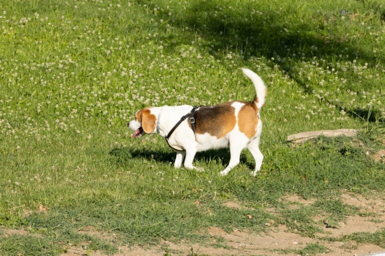 détection des parasites chez le chien : méthodes efficaces pour identifier et traiter les infestations afin de protéger la santé de votre compagnon à quatre pattes.
