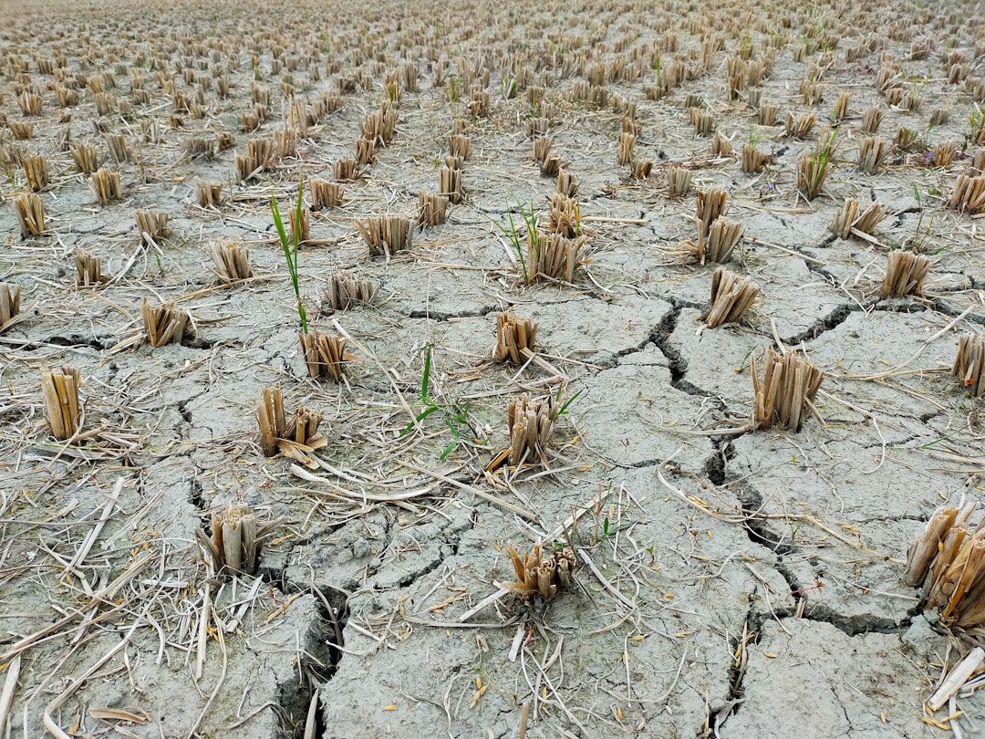 solutions d'arrosage résistantes à la sécheresse pour un jardin durable et économe en eau.