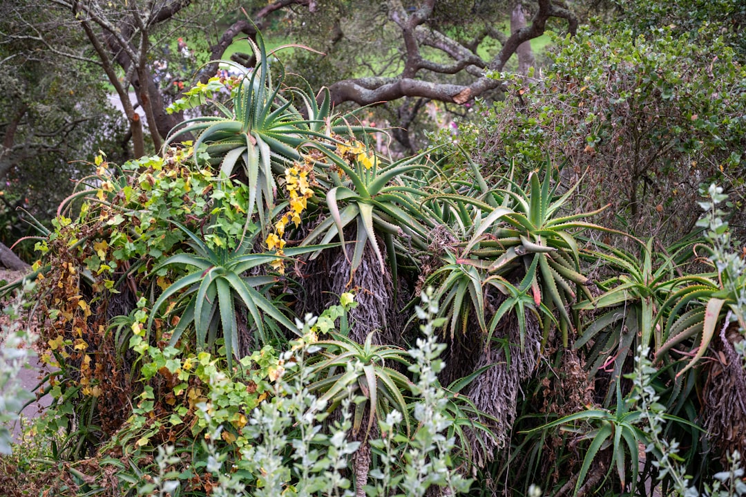 découvrez notre sélection de plantes résistantes à la sécheresse, idéales pour embellir votre jardin tout en économisant l'eau.