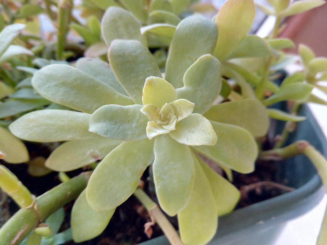 découvrez notre sélection de plantes résistantes à la sécheresse, idéales pour un jardin économe en eau et facile à entretenir.