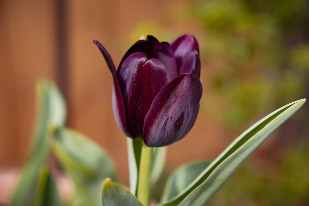 découvrez des conseils pratiques pour le jardinage au début du printemps et préparez votre jardin à accueillir les nouvelles saisons avec succès.