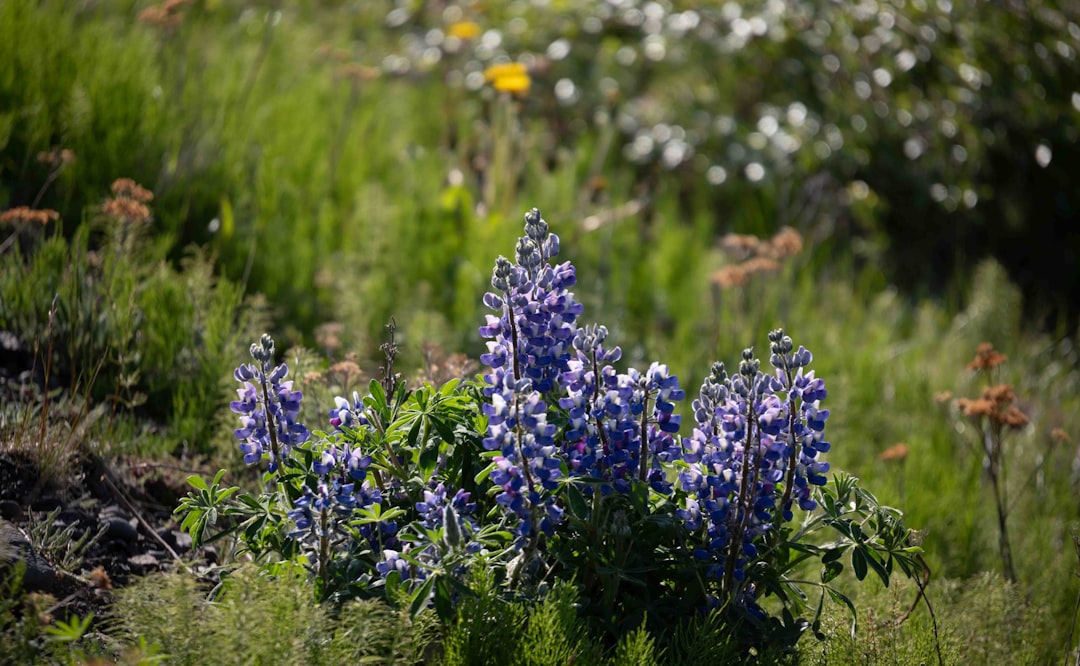découvrez des conseils et astuces pour un jardinage écologique respectueux de l'environnement, favorisant la biodiversité et réduisant l'empreinte carbone.
