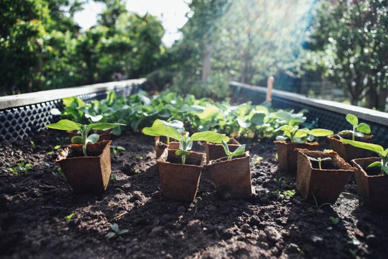 découvrez des astuces et conseils pour un jardinage écologique respectueux de l'environnement, favorisant la biodiversité et réduisant l'empreinte carbone.
