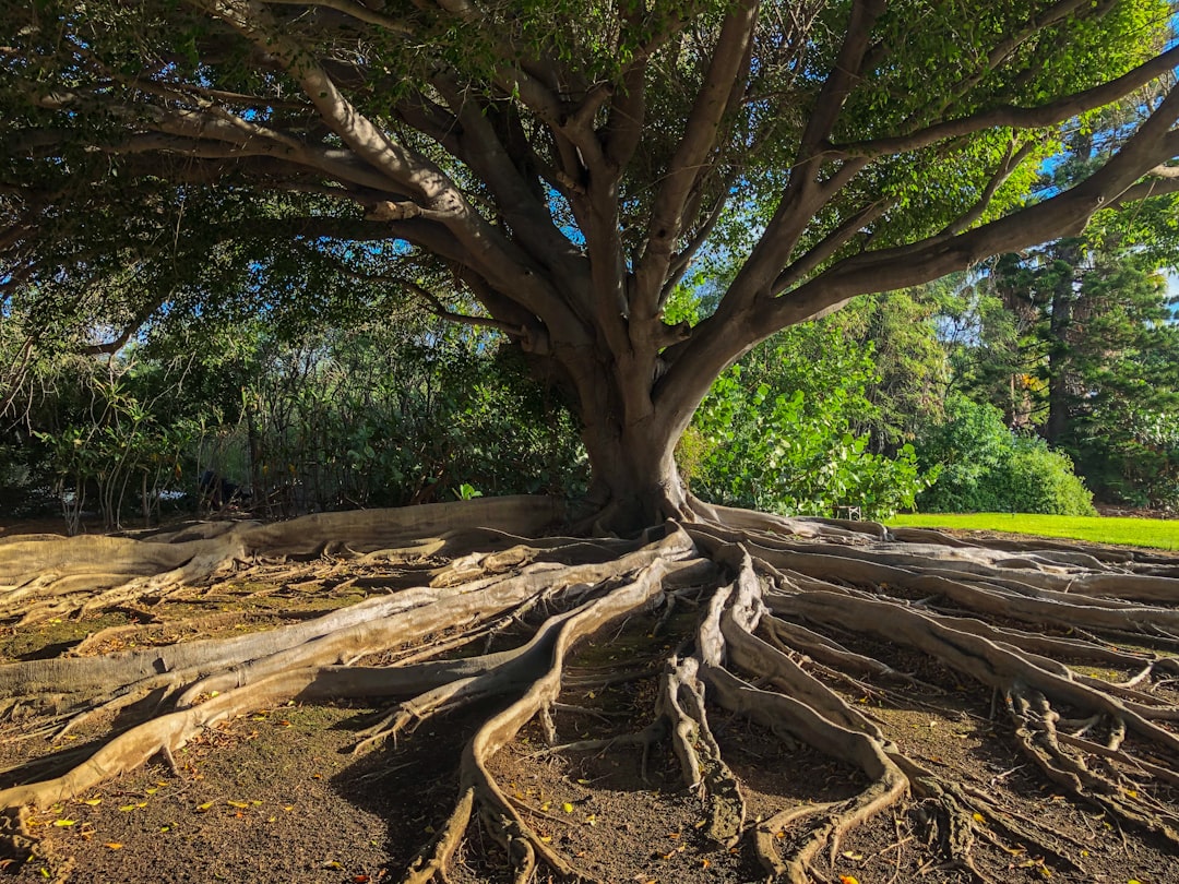 découvrez tout sur l'écologie : protection de l'environnement, développement durable et initiatives pour préserver notre planète.