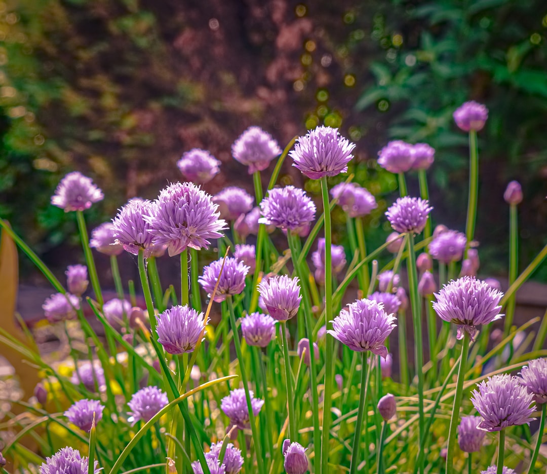 découvrez notre sélection de fleurs comestibles fraîches et naturelles pour sublimer vos plats et boissons avec une touche colorée et savoureuse.