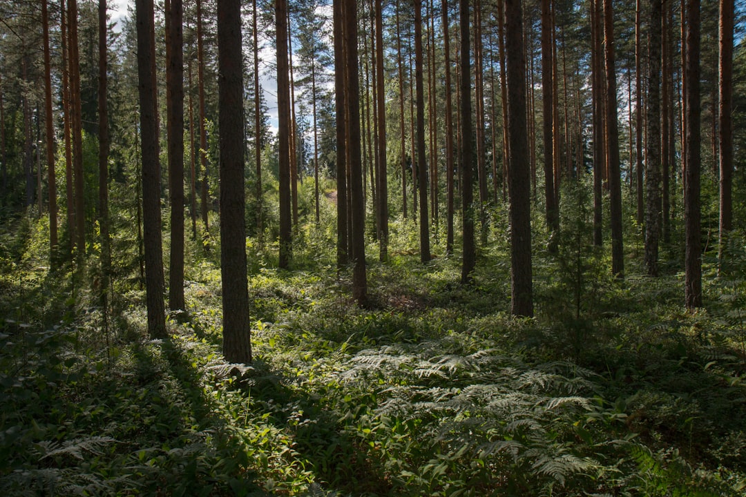 découvrez la forêt comestible, un écosystème durable où arbres, plantes et légumes se combinent pour créer un jardin naturel productif et écologique.