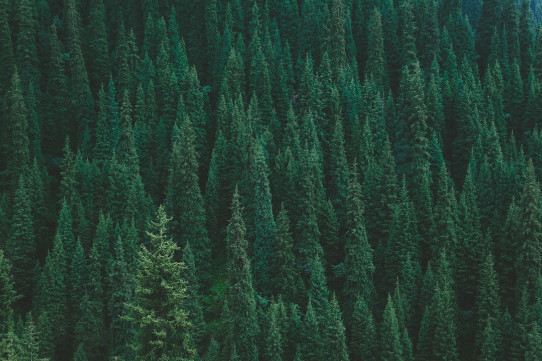 découvrez une forêt comestible, un écosystème durable où les plantes comestibles poussent en harmonie, offrant nourriture, biodiversité et beauté naturelle.