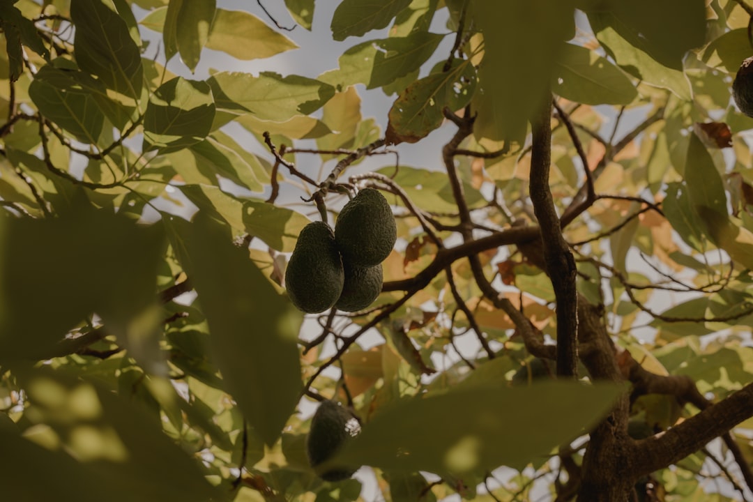 découvrez comment utiliser des coquilles d'œufs pour nourrir et protéger vos arbres fruitiers, une méthode naturelle et économique pour un verger sain et productif.