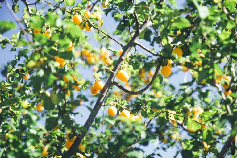 les coquilles d'œufs comme engrais naturel pour les arbres fruitiers : améliorez la croissance et la santé de vos plantations grâce à ce compost riche en calcium.