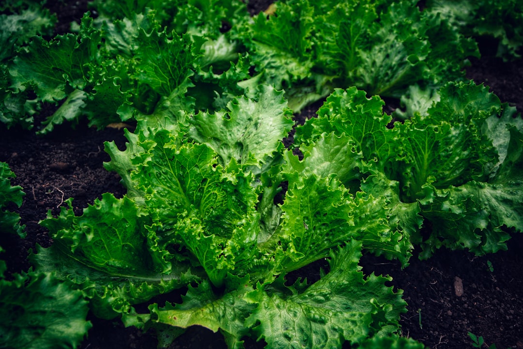 découvrez les techniques essentielles pour la culture réussie des endives, du semis à la récolte, et optimisez votre production.